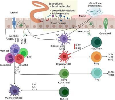 Immunomodulatory and biological properties of helminth-derived small molecules: Potential applications in diagnostics and therapeutics